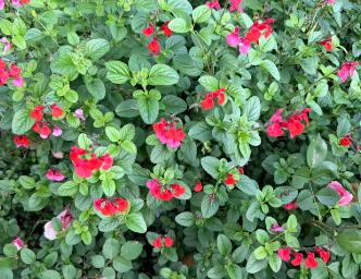 日照市以促进数据流通利用为主线 全力释放数据要素乘数效应