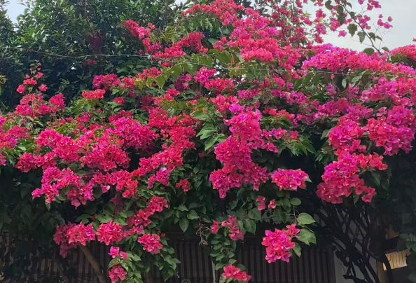 智赋文旅启新程 数慧赋能筑新景
